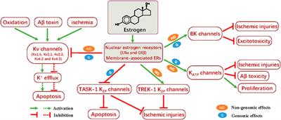 The modulation of potassium channels by estrogens facilitates neuroprotection